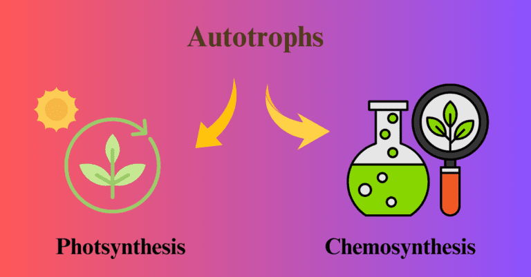 Types of Autotrophs
